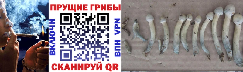 Галлюциногенные грибы Psilocybe Гвардейск