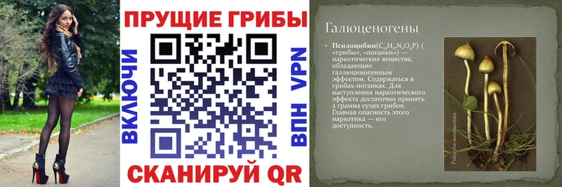Псилоцибиновые грибы Cubensis закладка Гвардейск